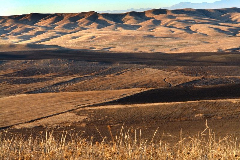 ვაშლოვანი: პანტიშარა, დათვისხევი, მოლუსკები, ალესილები და ა.შ.