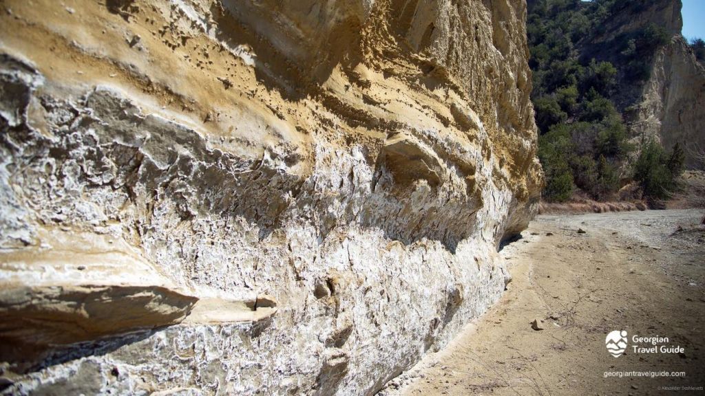 ვაშლოვანი: პანტიშარა, დათვისხევი, მოლუსკები, ალესილები და ა.შ.