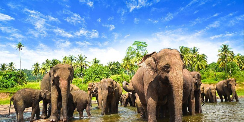 შრი ლანკა