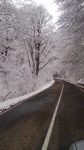 საბადურის ტყე - ზედაზენი