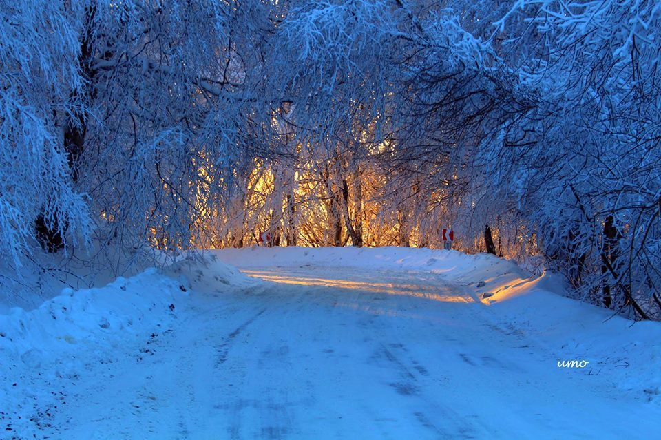 საბადურის ტყე - ზედაზენი