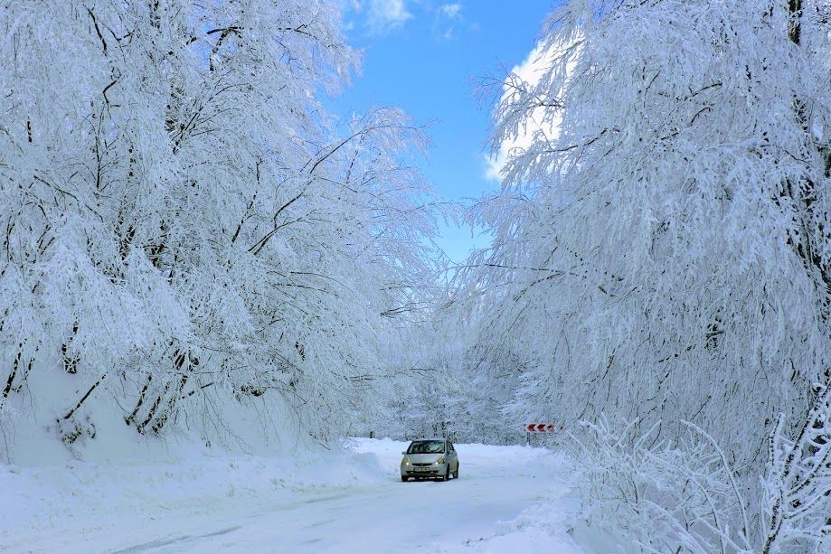საბადურის ტყე - ზედაზენი