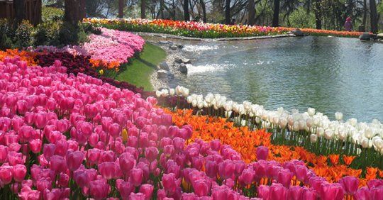 სტამბოლი