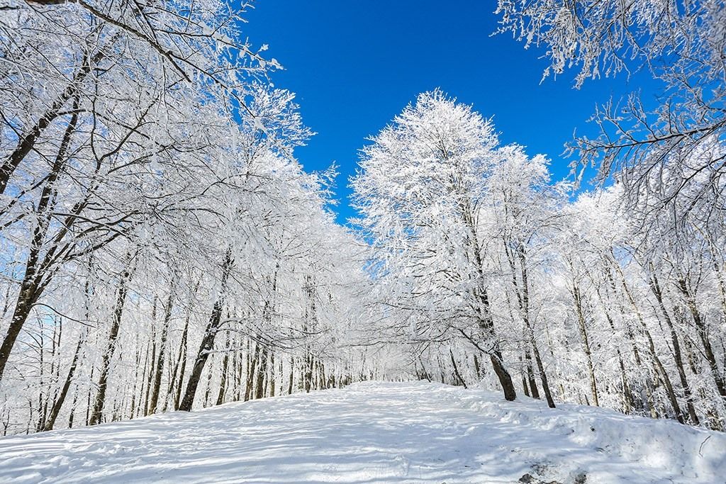 საბადურის დათოვლილი ტყე - ზედაზენი