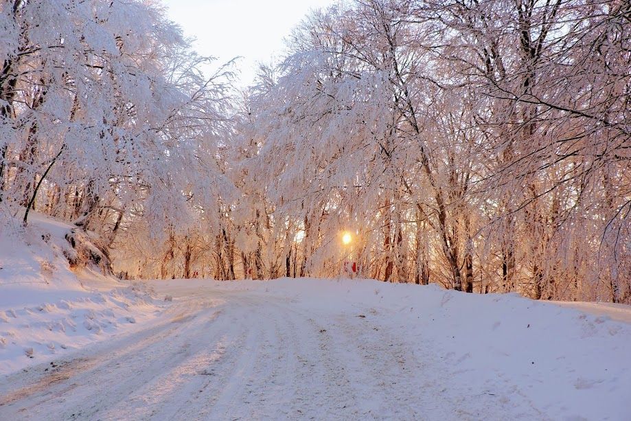 საბადურის დათოვლილი ტყე - ზედაზენი