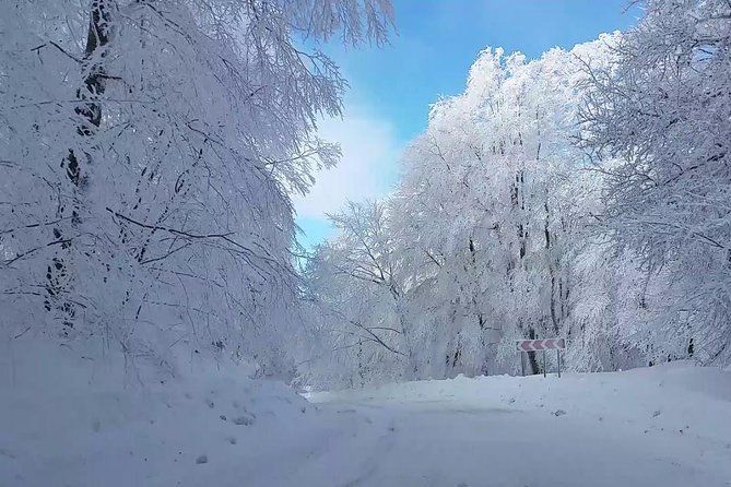 თოვლიანი საბადურის ტყე