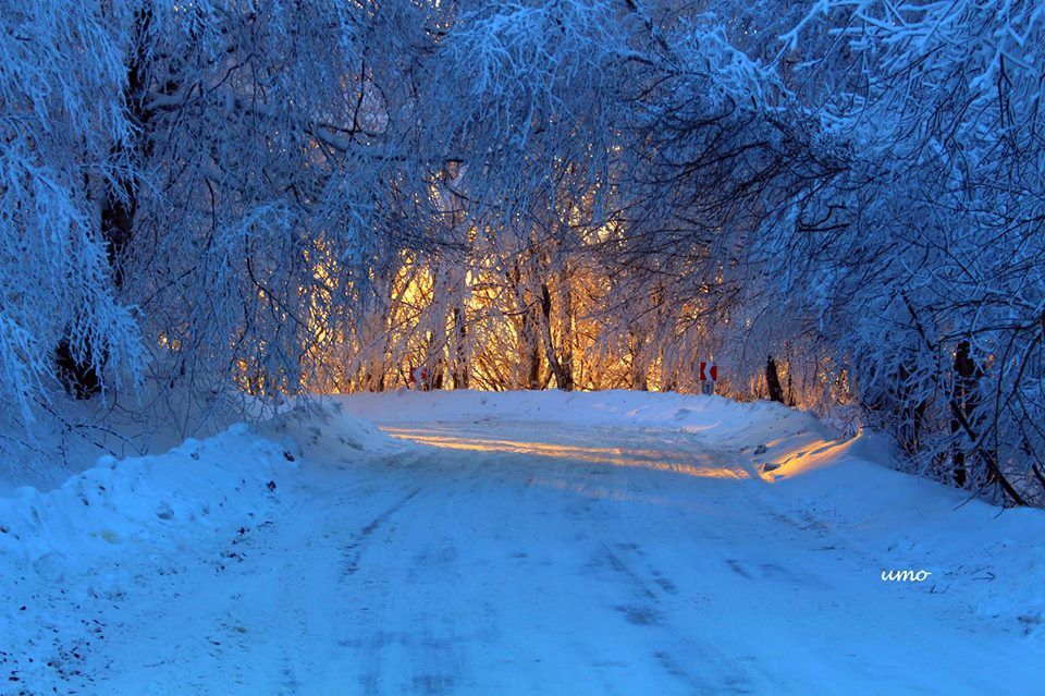თოვლიანი საბადურის ტყე