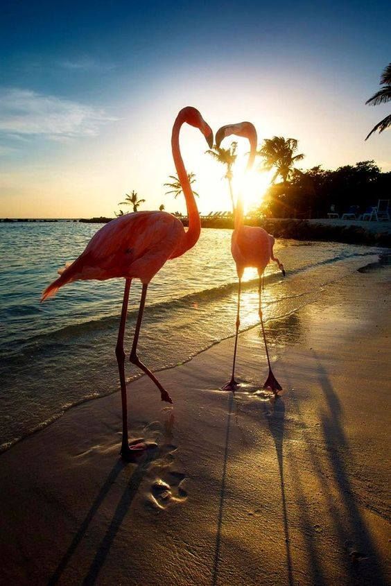 ლარნაკა