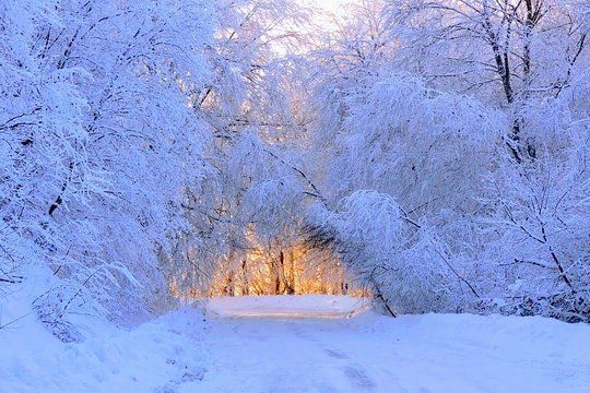 თოვლიანი საბადურის ტყე