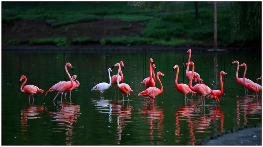 შეკვეთილის დენდროლოგიური პარკი აგვისტოს!