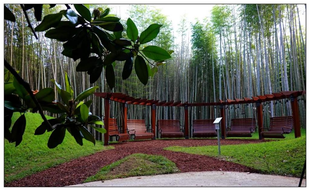 შეკვეთილის დენდროლოგიური პარკი აგვისტოს!