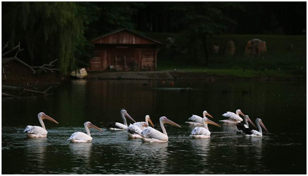 შეკვეთილის  დენდროლოგიური პარკი  აგვისტოს!