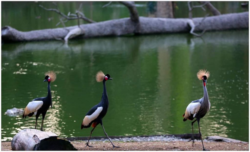 შეკვეთილის დენდროლოგიური პარკი აგვისტოს!