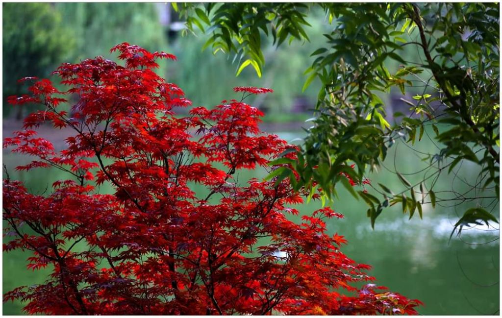 შეკვეთილის  დენდროლოგიური პარკი  აგვისტოს!