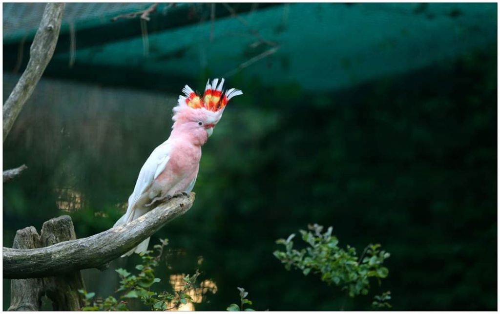 შეკვეთილის დენდროლოგიური პარკი აგვისტოს!