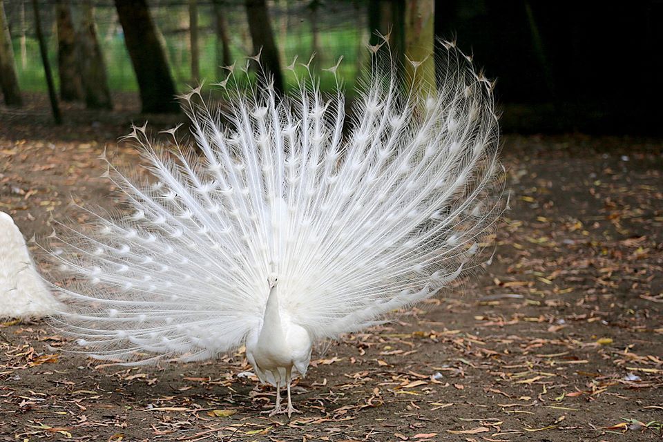 ერთდღიანი ტური შეკვეთილში