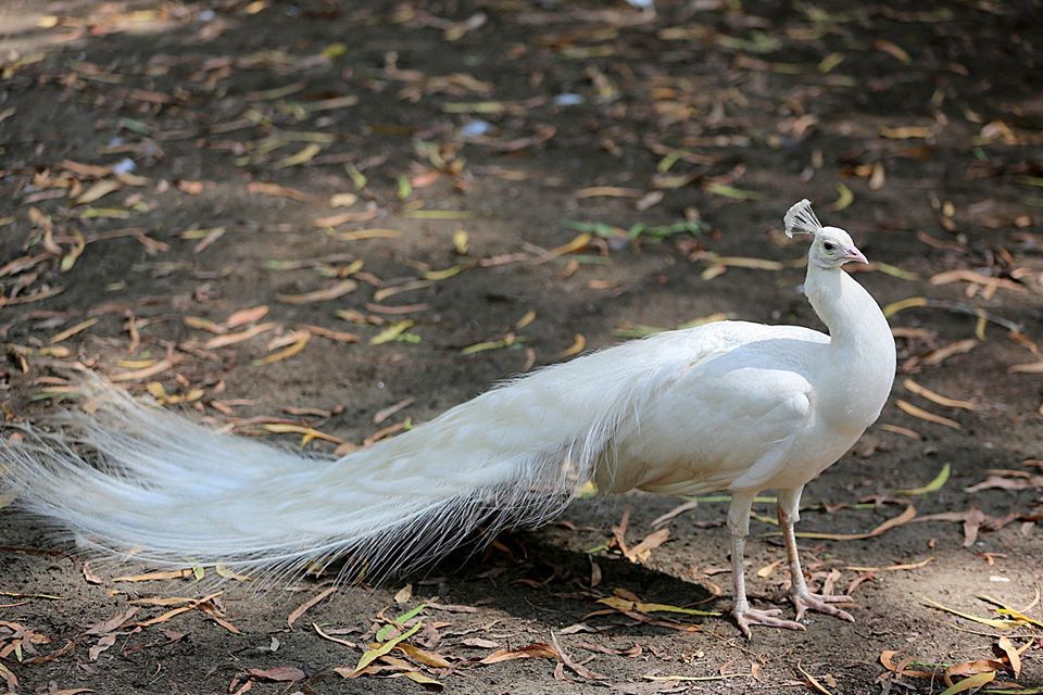 ერთდღიანი ტური შეკვეთილში