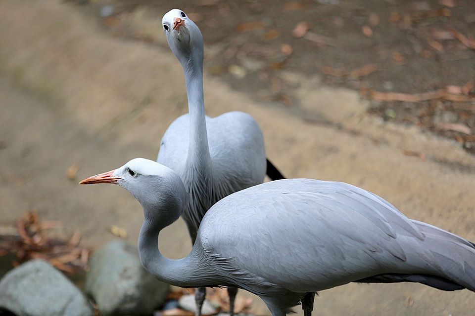 ერთდღიანი ტური შეკვეთილში