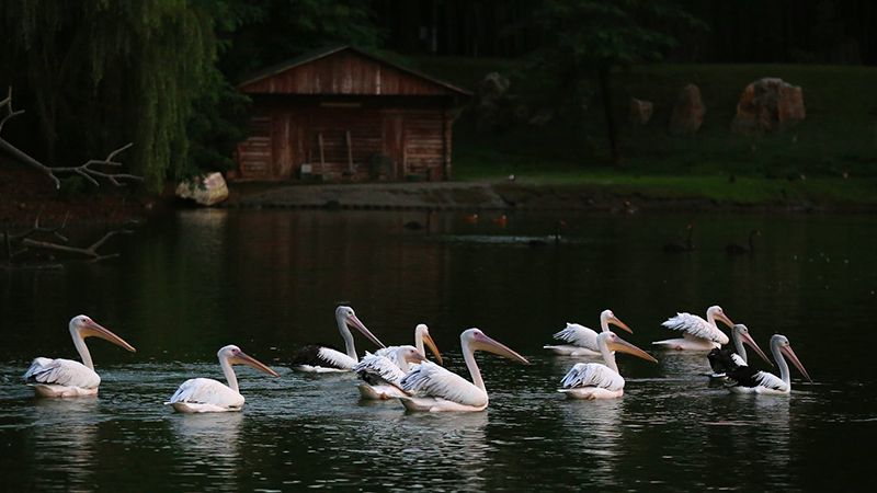 ერთდღიანი ტური შეკვეთილში