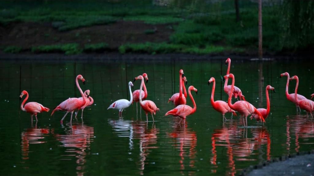 დღიანი ტური ბათუმში ... შეკვეთილის დენდროლოგიური პარკი, ბათუმის ბულვარი, გონიოს ციხე, დელფინარიუმი, ბოტანიკური ბაღი...