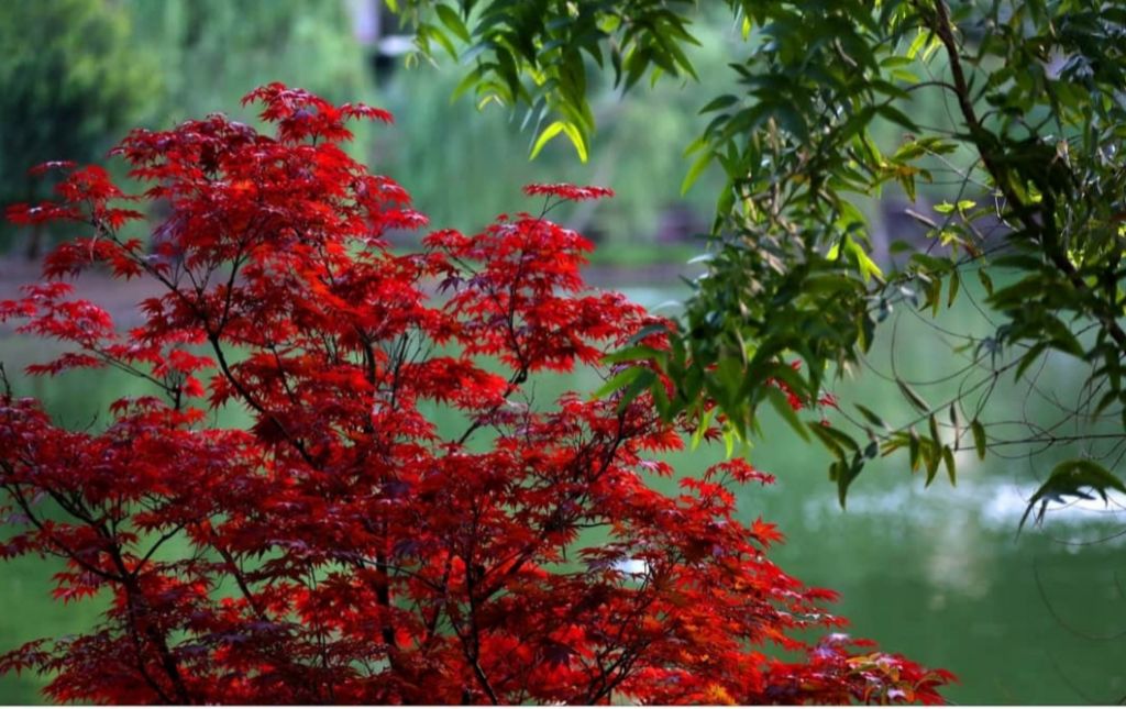 დღიანი ტური ბათუმში ... შეკვეთილის დენდროლოგიური პარკი, ბათუმის ბულვარი, გონიოს ციხე, დელფინარიუმი, ბოტანიკური ბაღი...