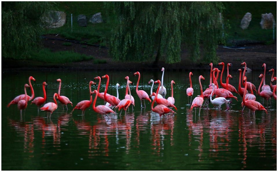 დენდროლოგიური პარკი და მინიატურების ქალაქი!  აგვისტოს, კვირას