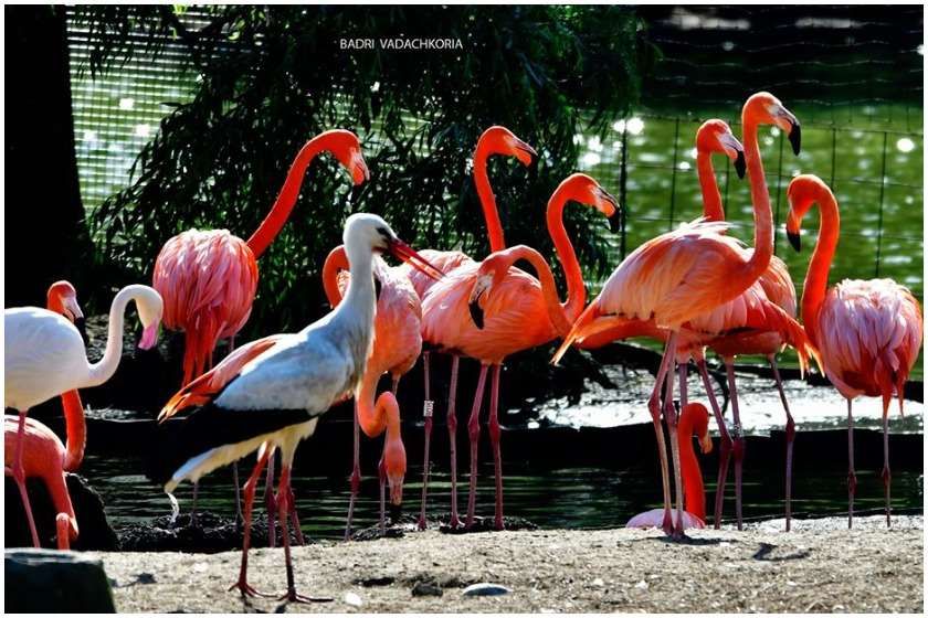 დენდროლოგიური პარკი და მინიატურების ქალაქი!  აგვისტოს, კვირას