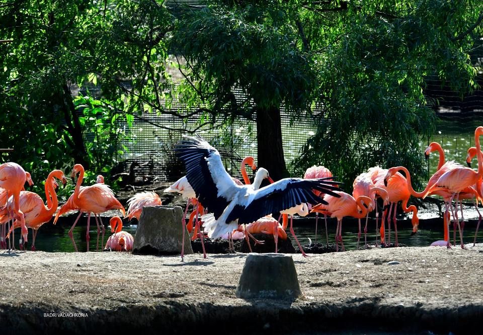 დენდროლოგიური პარკი და მინიატურების ქალაქი!  აგვისტოს, კვირას