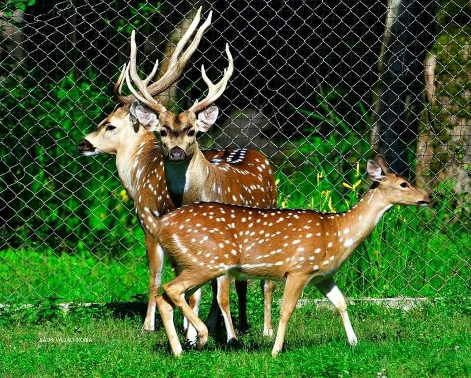 დენდროლოგიური პარკი და მინიატურების ქალაქი!  აგვისტოს, კვირას