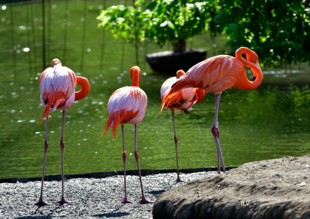 გომისმთა / დენდროლოგიური პარკი / ზღვა / ზღაპრული ტური - აგვისტოს