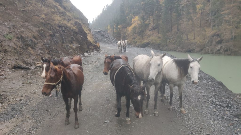 Horse drive from Tusheti to Vashlovani
