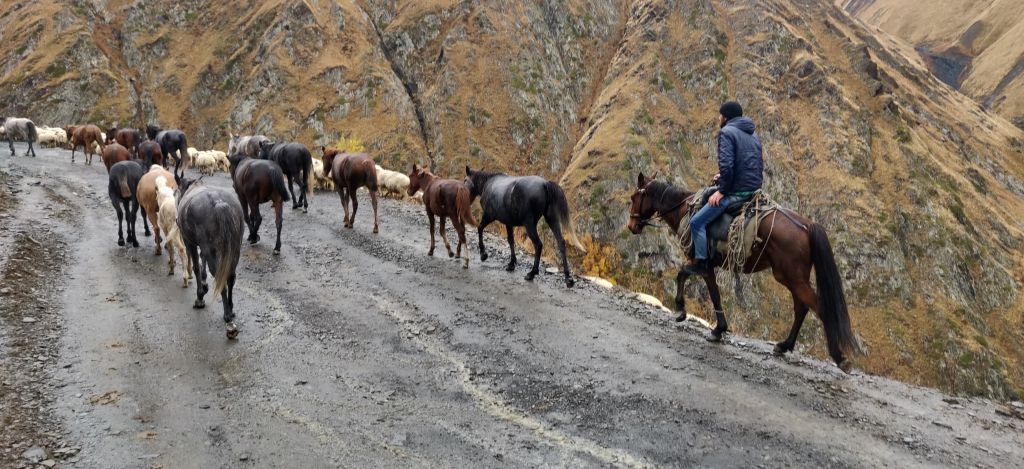 Horse drive from Tusheti to Vashlovani