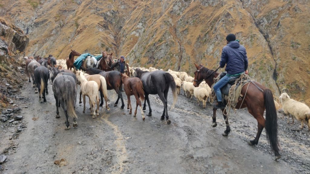 Horse drive from Tusheti to Vashlovani