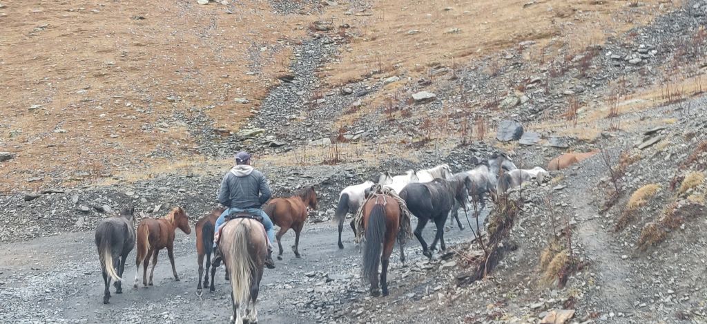 Horse drive from Tusheti to Vashlovani