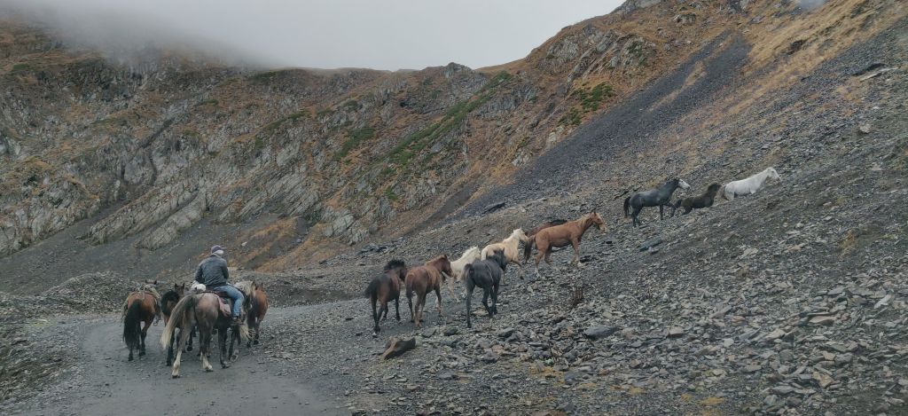 Horse drive from Tusheti to Vashlovani