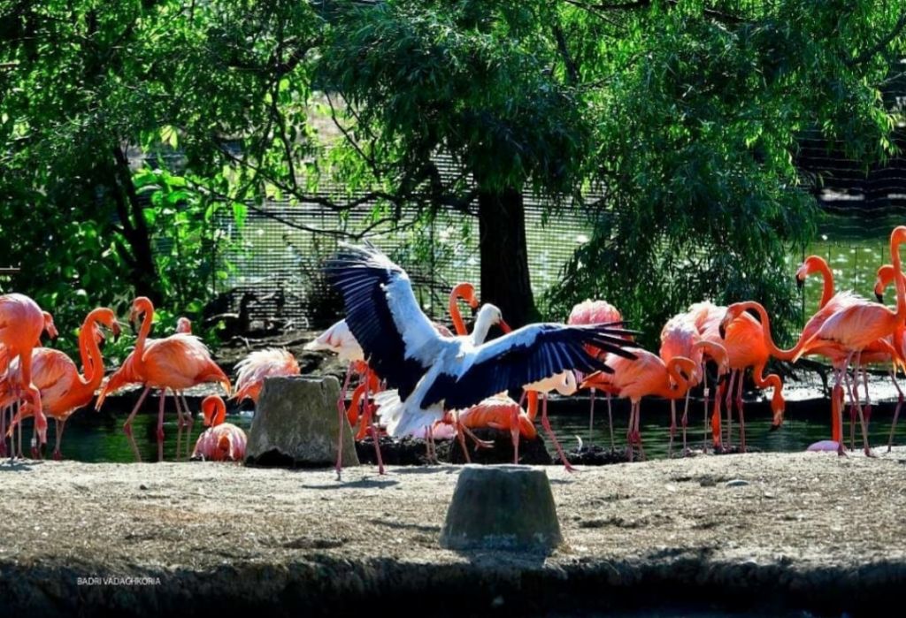 - სექტემბერი _ გომისმთა - დენდროლოგიური პარკის ორდღიანი ტური