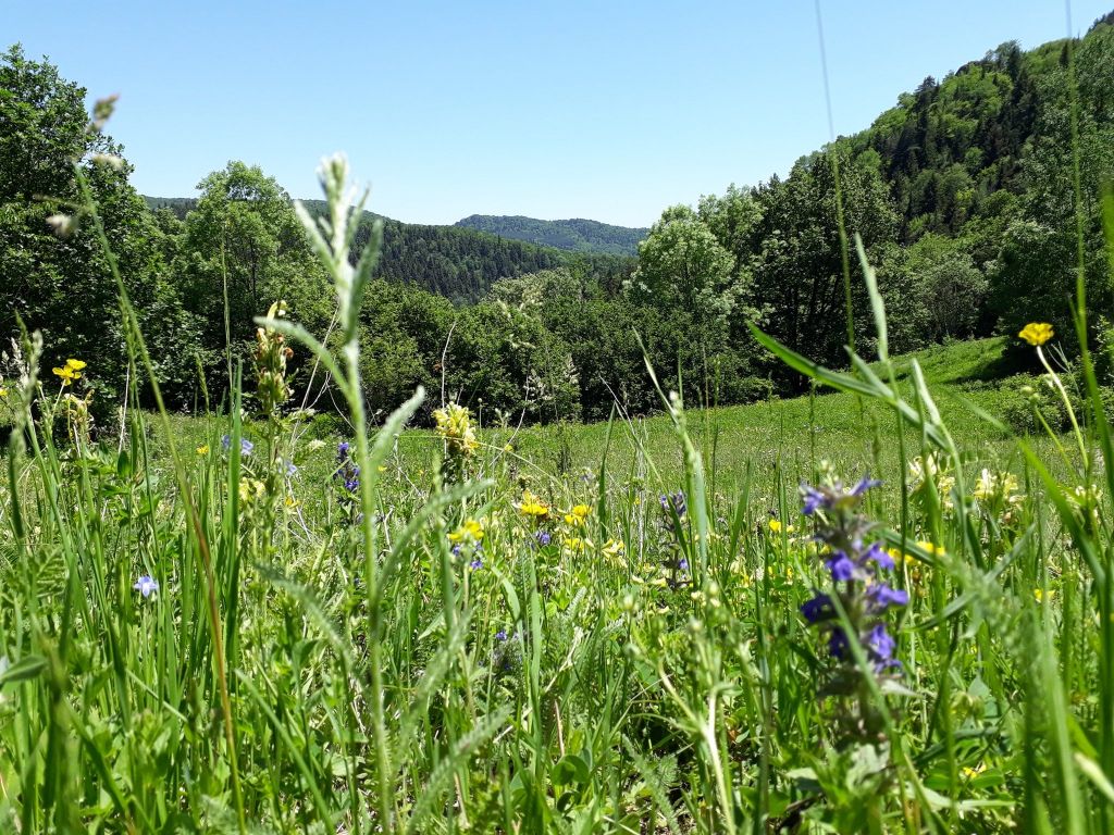 ალგეთის ეროვნული პარკი - სამეფო ქედი