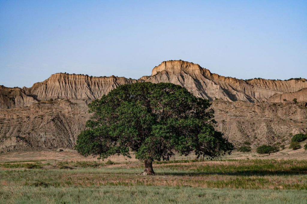 ვაშლოვანი - მიჯნისყურე / დღიანი ჯიპ ტური