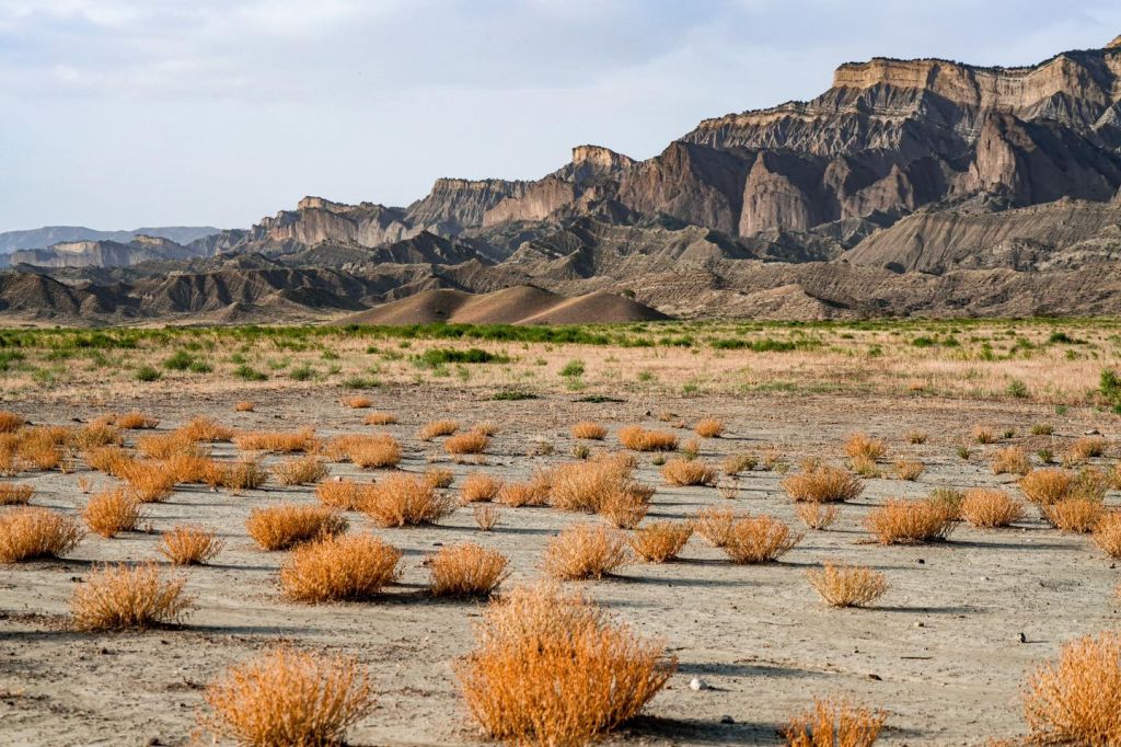 ვაშლოვანი - მიჯნისყურე / დღიანი ჯიპ ტური