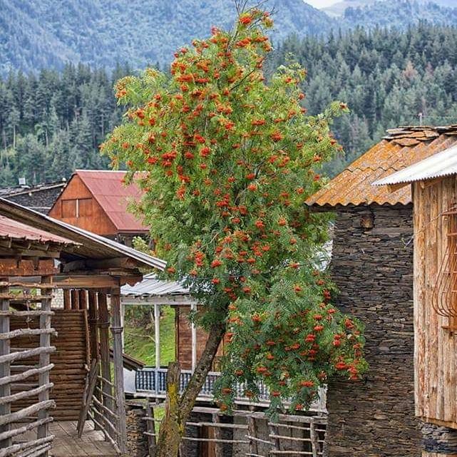 ოქტომბერს დღიანი ტური თუშეთში