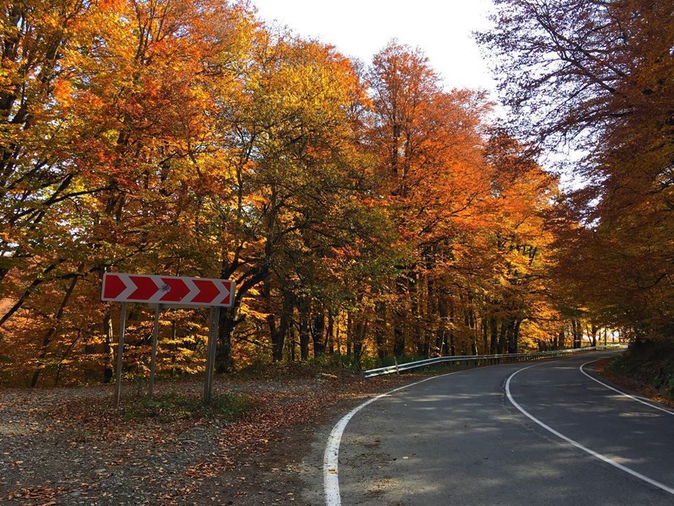 საბადური, სიონი, კევლიანი, მამკოდა ცხვარიჭამია