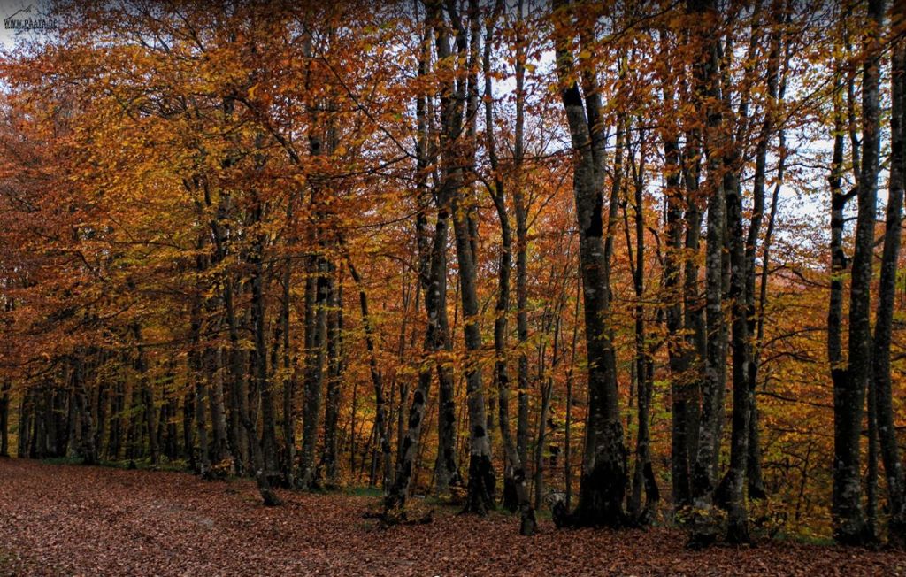 საბადური, სიონი, კევლიანი, მამკოდა ცხვარიჭამია