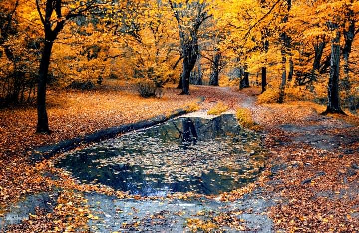 შემოდგომის რკონი