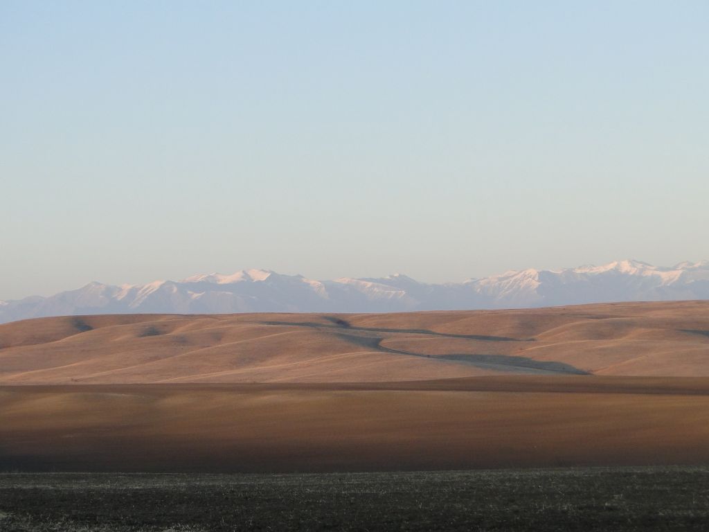 ვაშლოვანი: პანტიშარა, დათვისხევი, მოლუსკები, ალესილები და ა.შ.