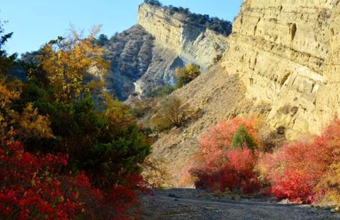 ვაშლოვანი: პანტიშარა, დათვისხევი, მოლუსკები, ალესილები და ა.შ.