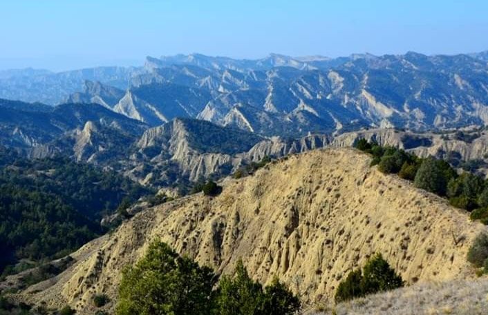 ვაშლოვანი: პანტიშარა, დათვისხევი, მოლუსკები, ალესილები და ა.შ.