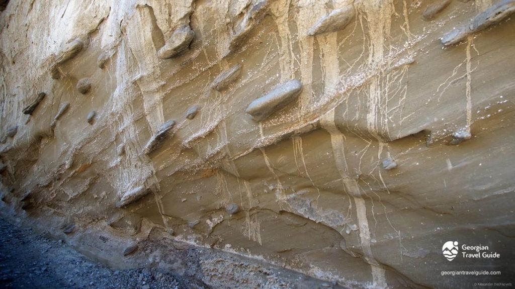 ვაშლოვანი: პანტიშარა, დათვისხევი, მოლუსკები, ალესილები და ა.შ.