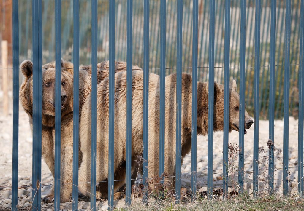 ოქტომბერი - საბადურის ტური