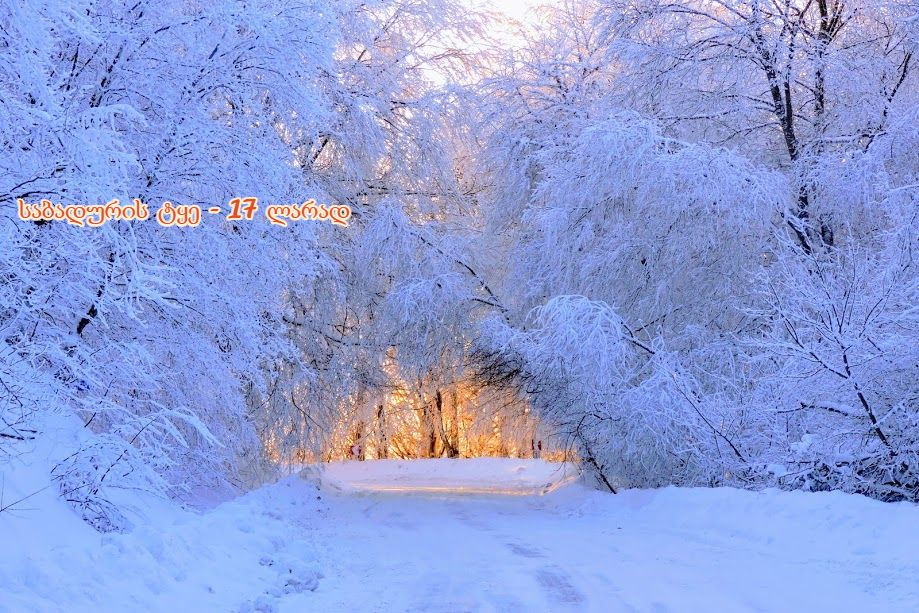 დათოვლილი საბადურის ტყე დეკემბერს