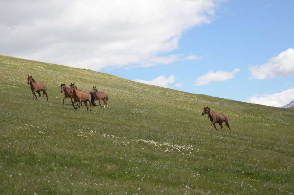 ცხენდაცხენ შემოიარეთ თუშეთის სოფლები